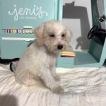 RIVER – Miniature Schnoodle $2000