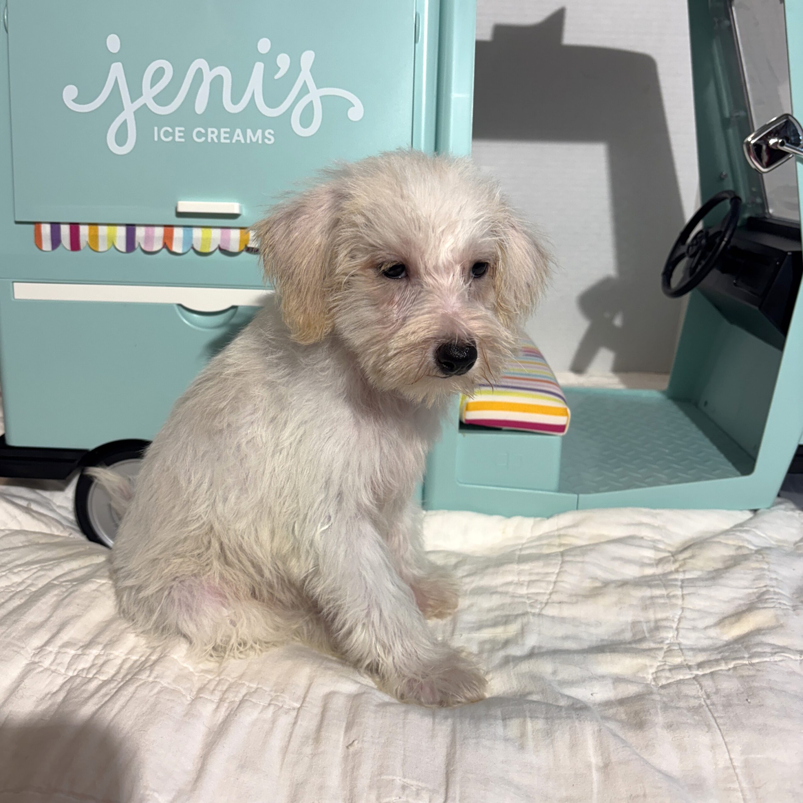 RIVER – Miniature Schnoodle $2000