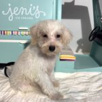 RIVER – Miniature Schnoodle $2000