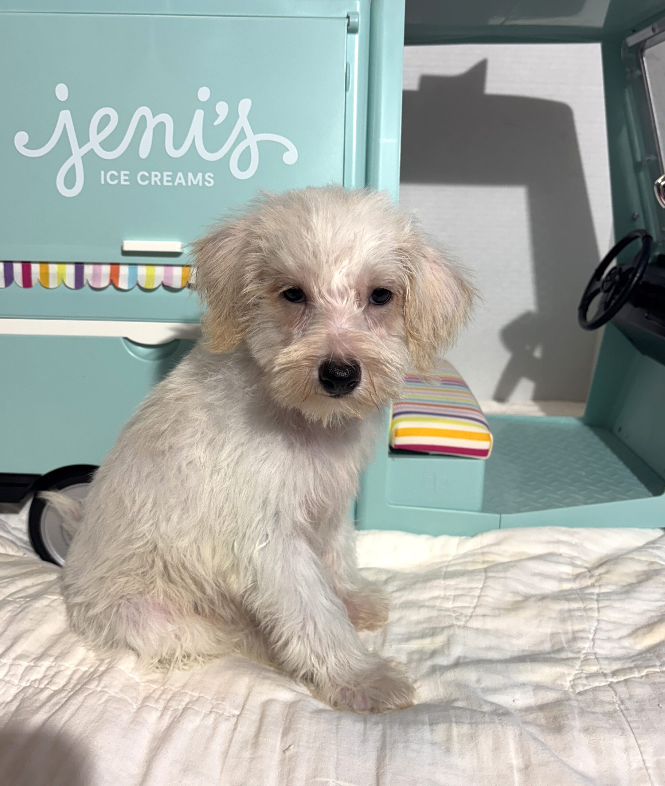 RIVER – Miniature Schnoodle $2000