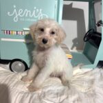 RIVER – Miniature Schnoodle $2000