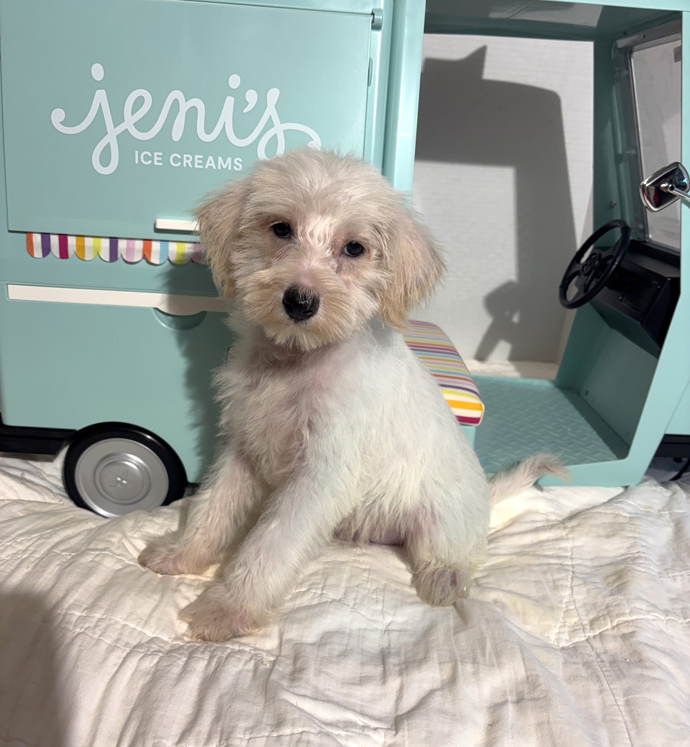 RIVER – Miniature Schnoodle $2000