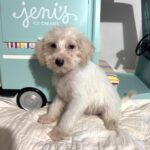 RIVER – Miniature Schnoodle $2000