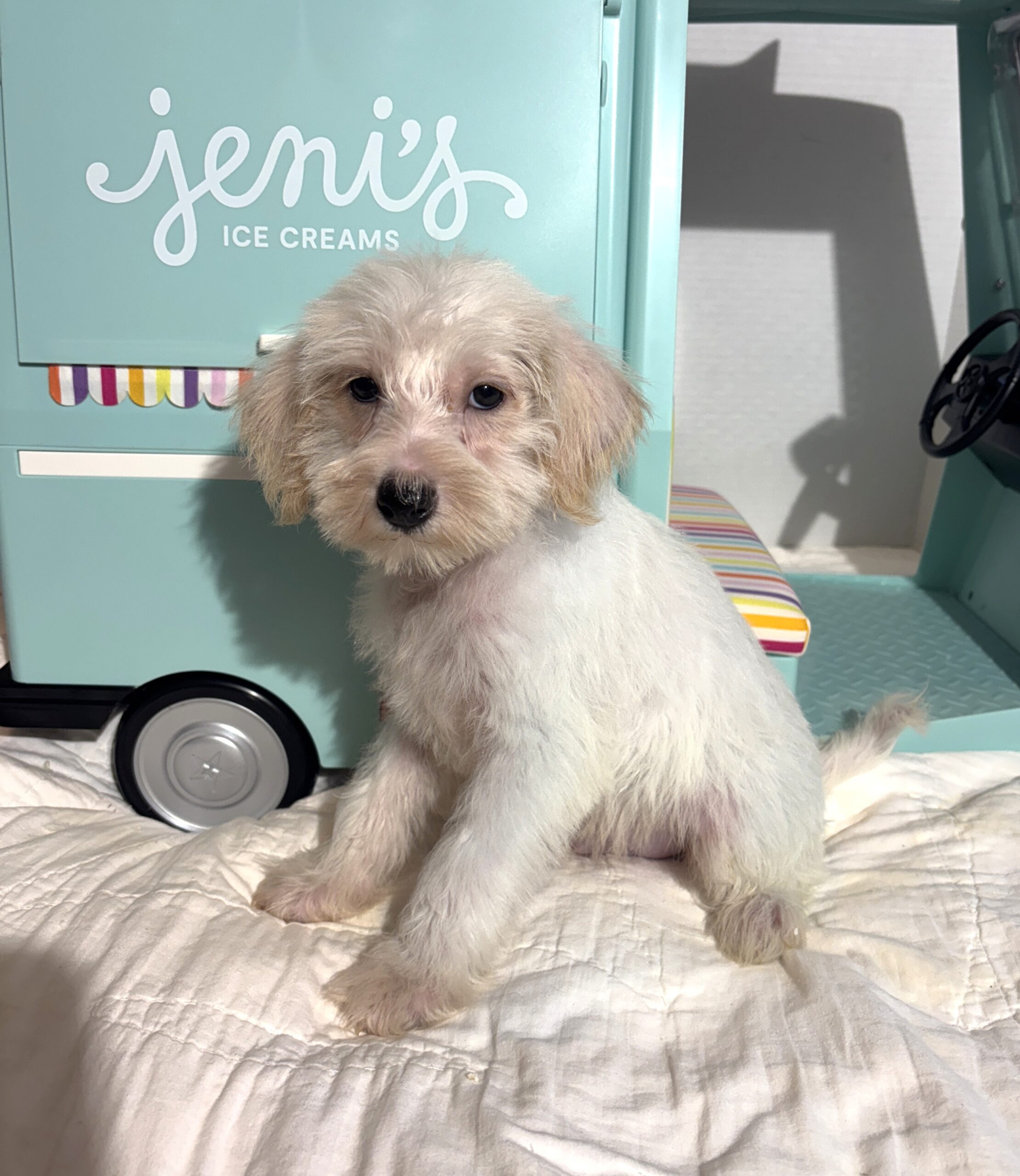 RIVER – Miniature Schnoodle $2000