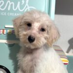RIVER – Miniature Schnoodle $2000