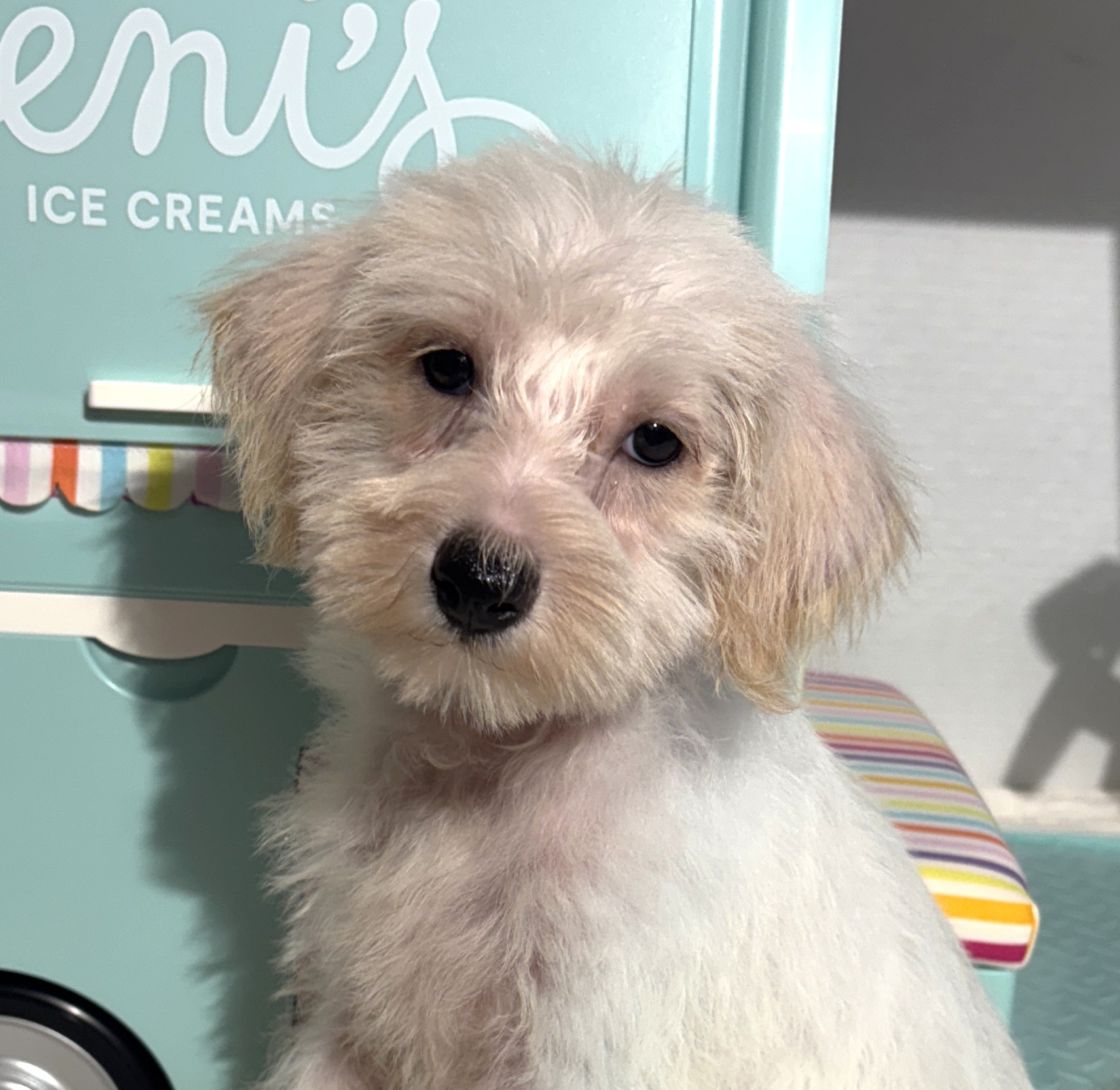 RIVER – Miniature Schnoodle $2000