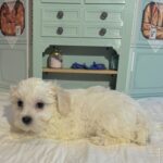 Skip – Chonzer / SALE! $1000
