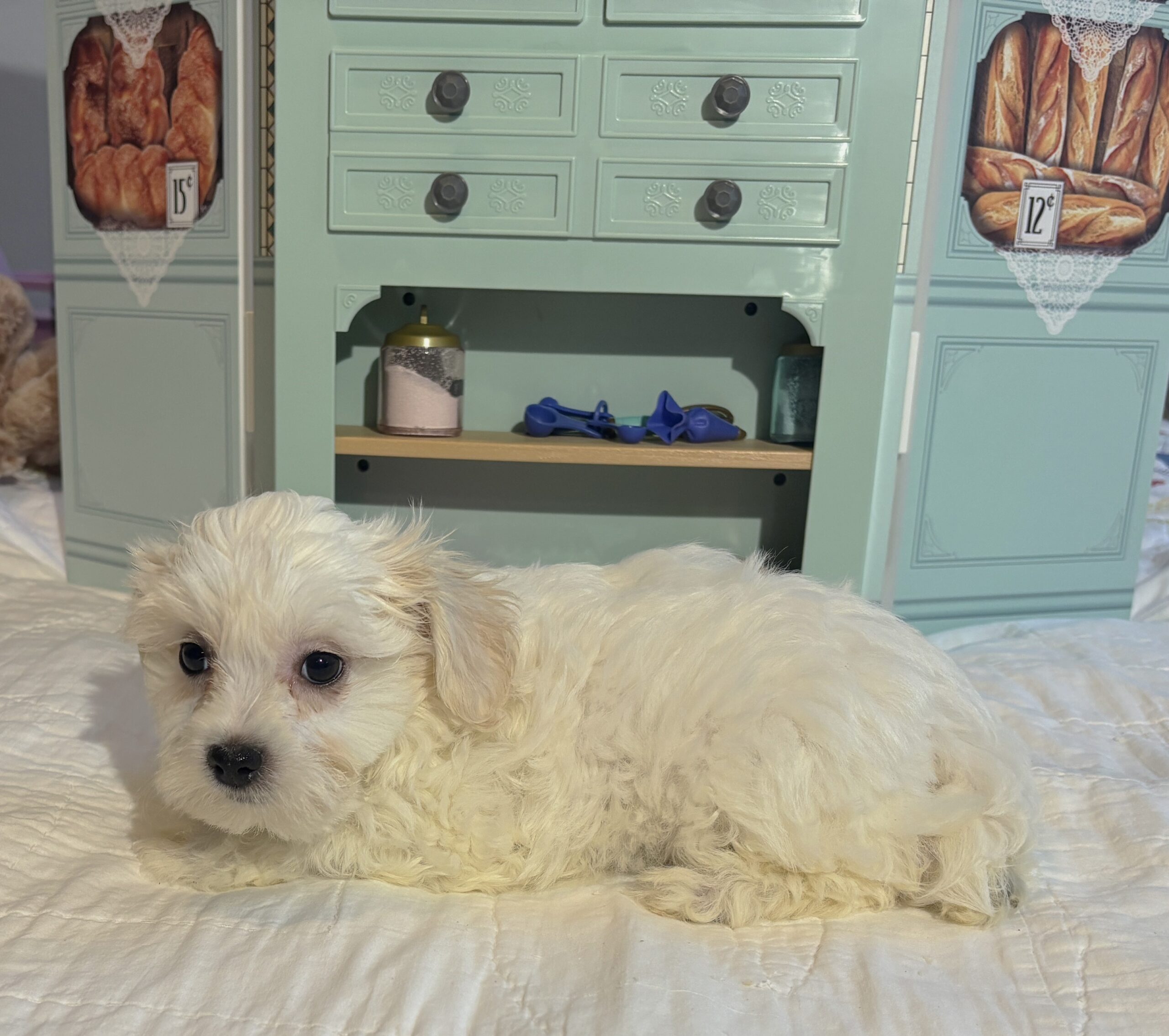 Skip – Chonzer / SALE! $1000