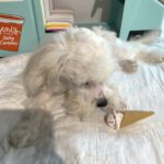 SKIP – Chonzer $1500