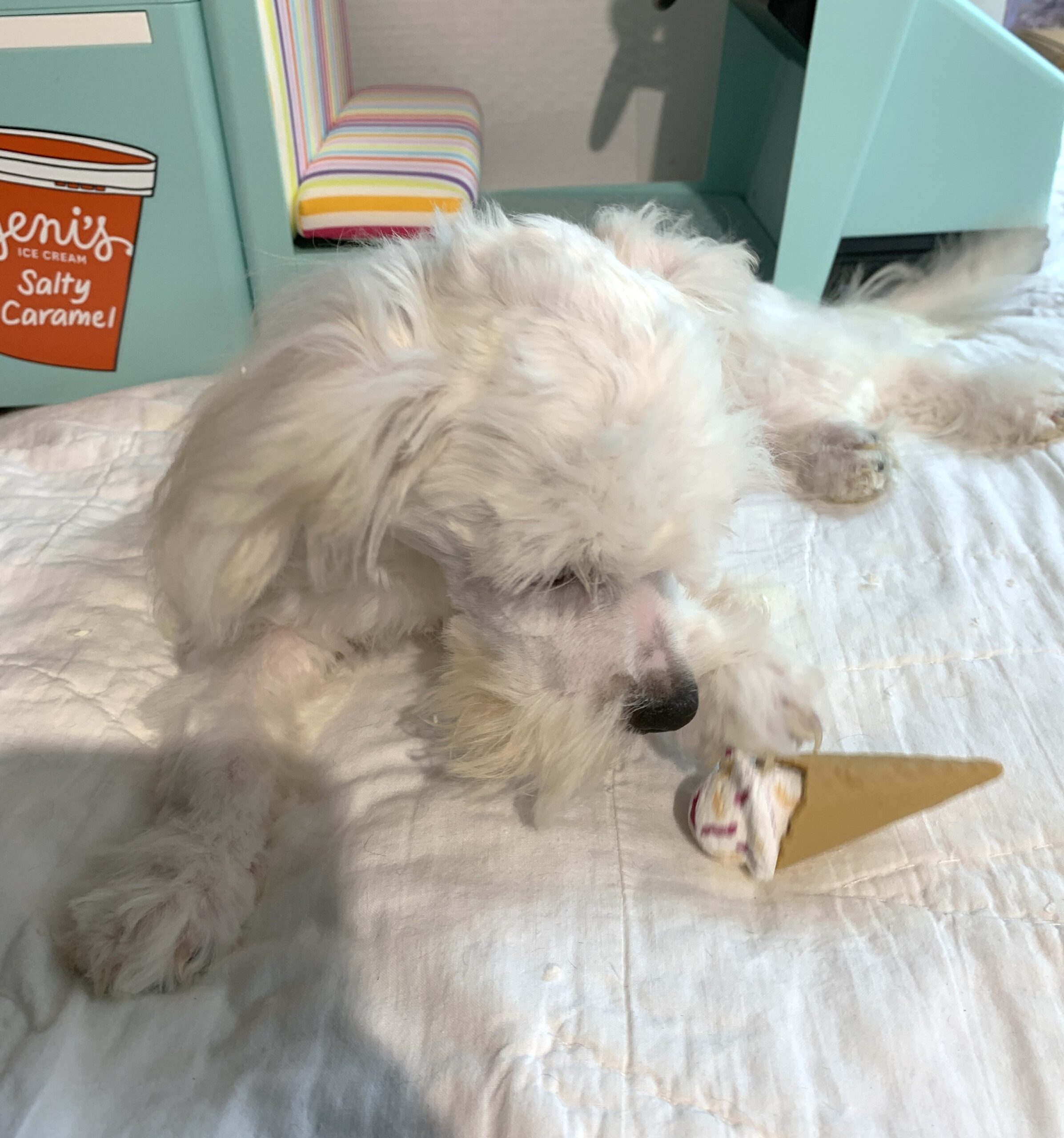 SKIP – Chonzer $1500