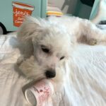 SKIP – Chonzer $1500