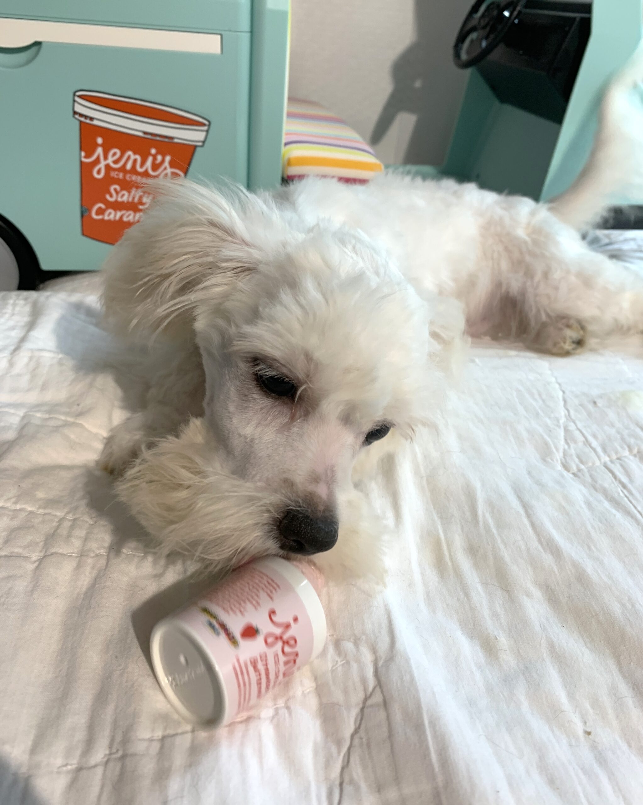 SKIP – Chonzer $1500