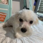SKIP – Chonzer $1500
