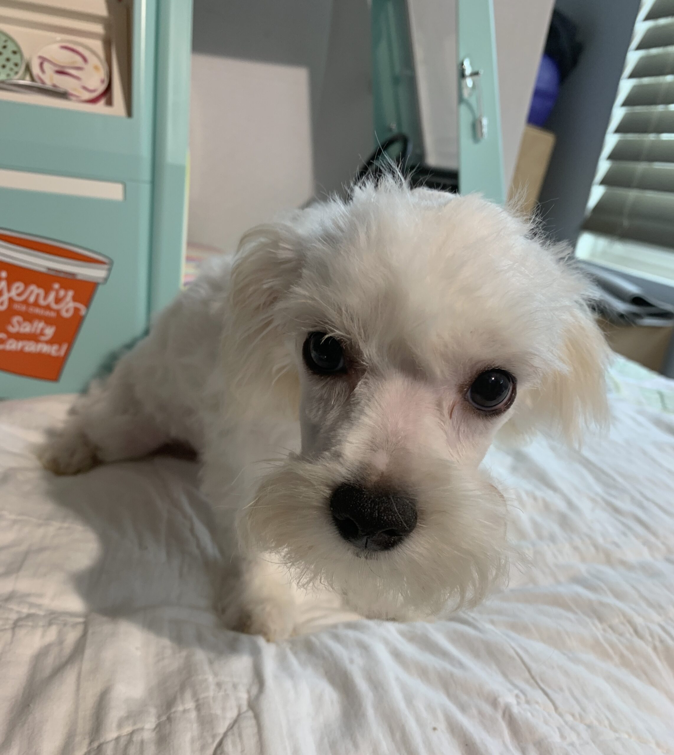 SKIP – Chonzer $1500