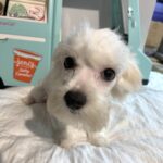 SKIP – Chonzer $1500