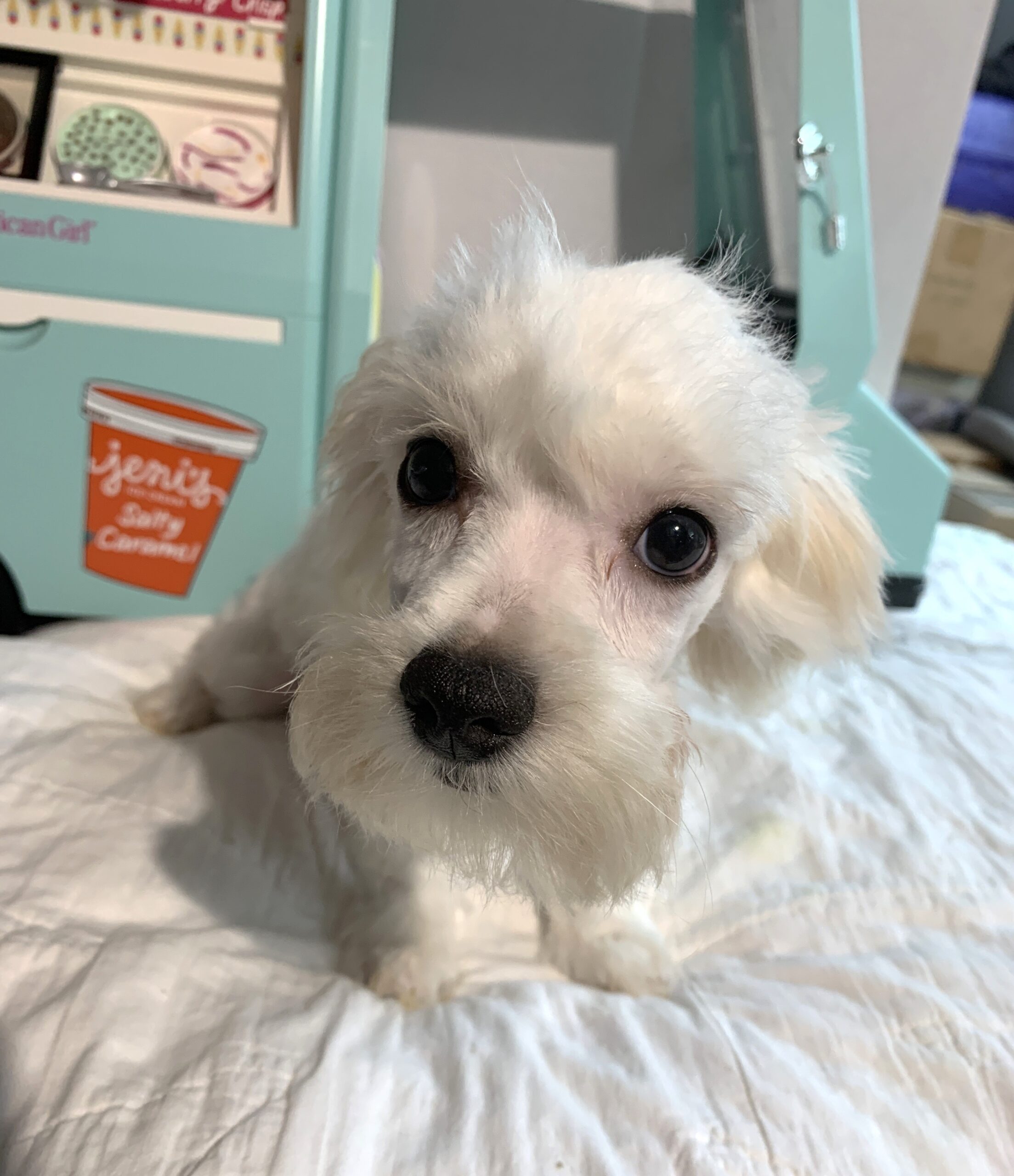 SKIP – Chonzer $1500