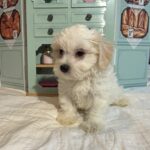 Skip – Chonzer / SALE! $1000