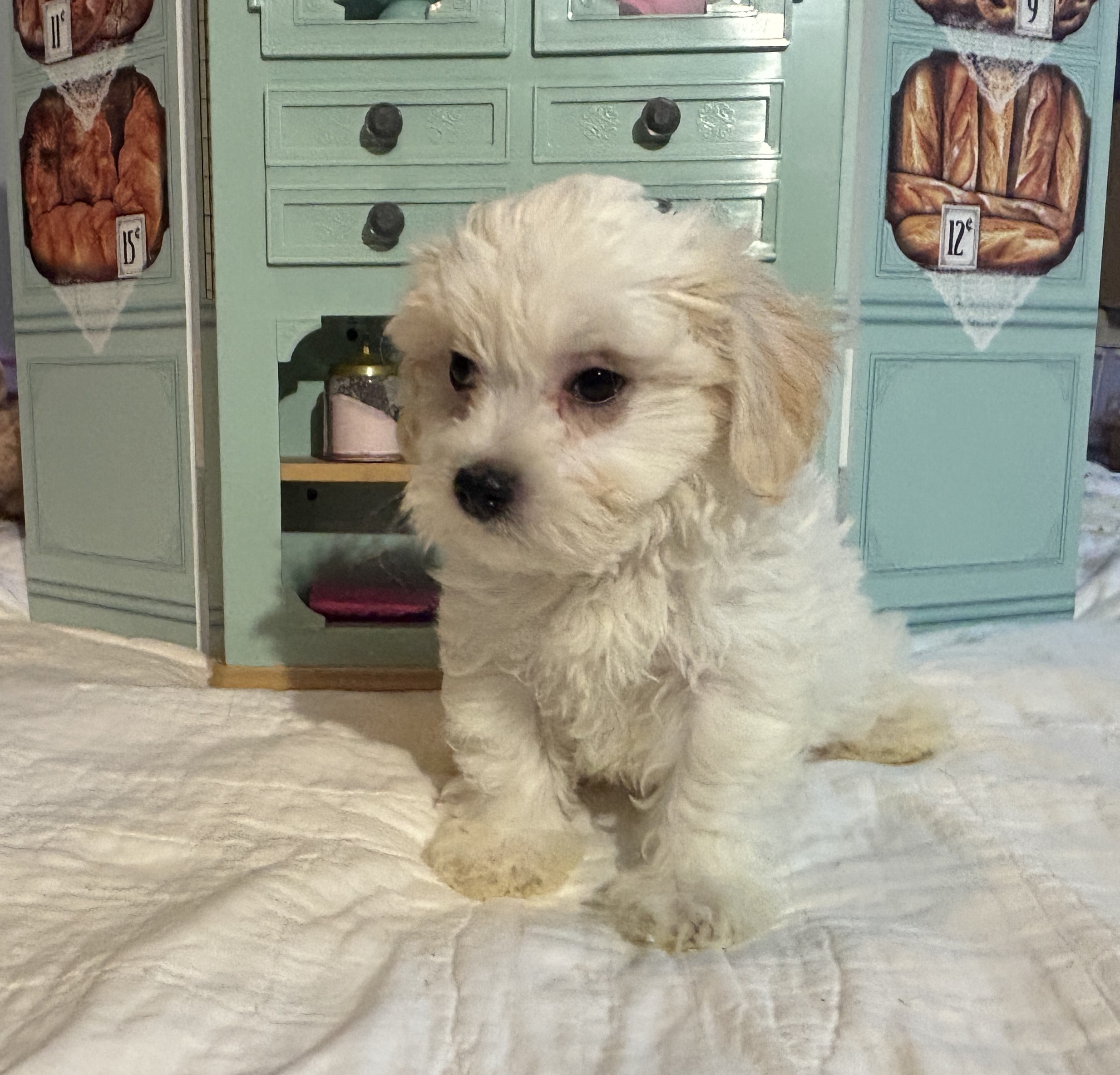 Skip – Chonzer / SALE! $1000