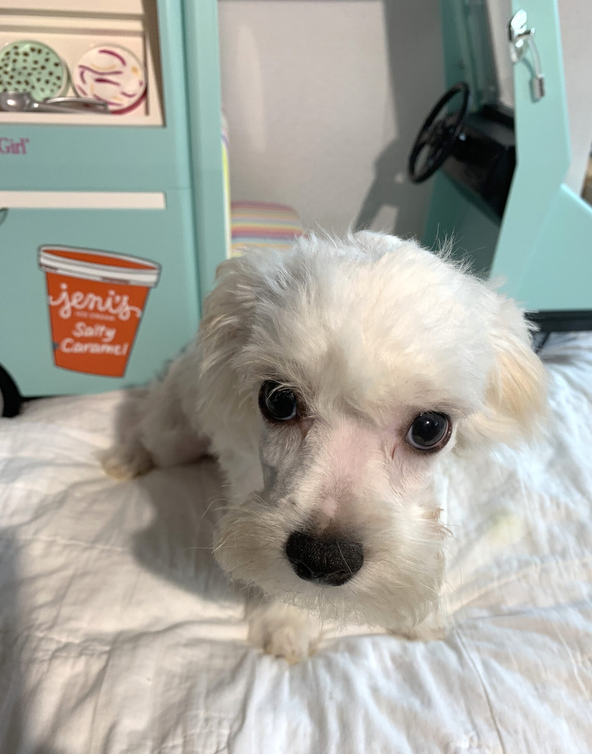 SKIP – Chonzer $1500