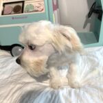 SKIP – Chonzer $1500
