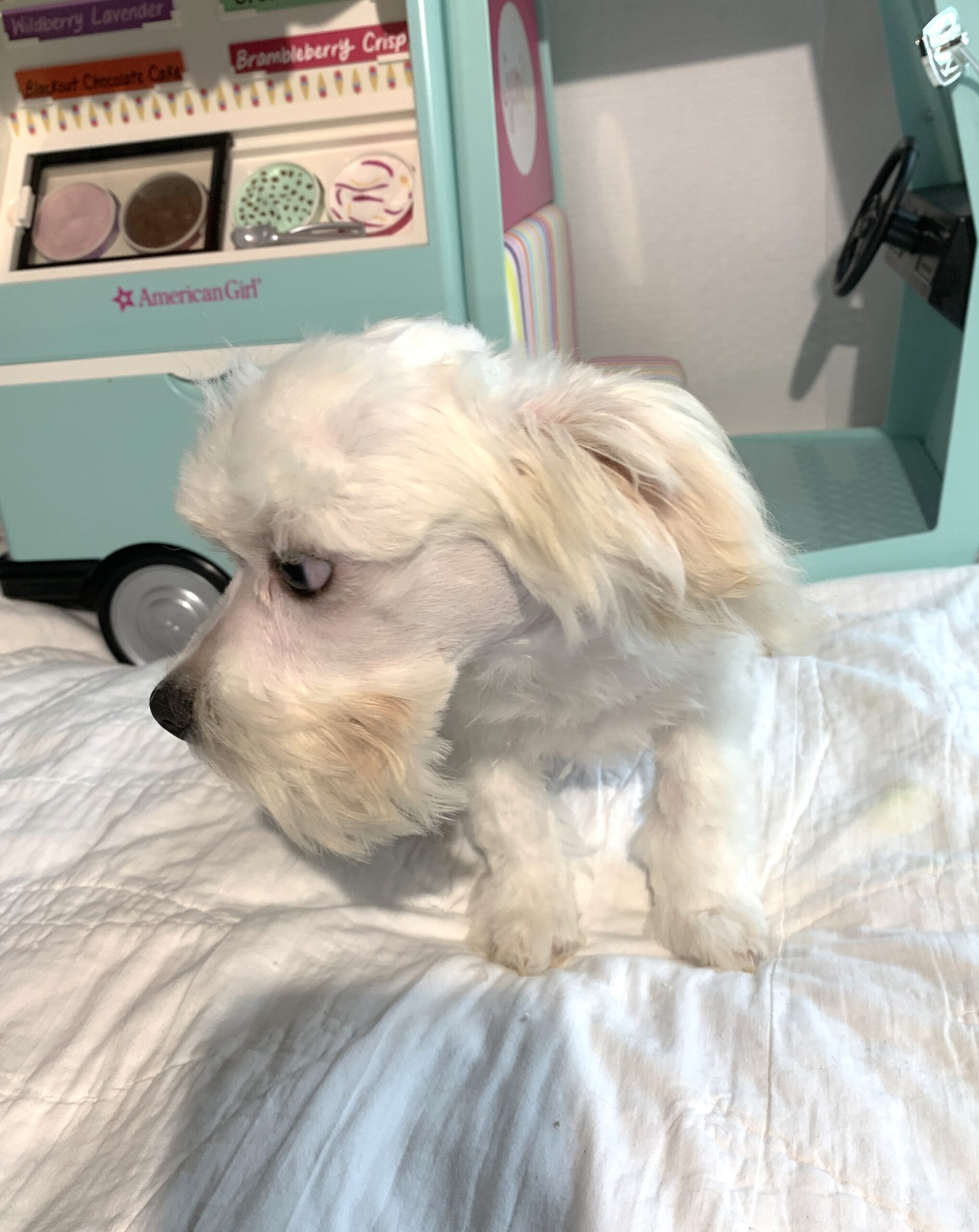 SKIP – Chonzer $1500