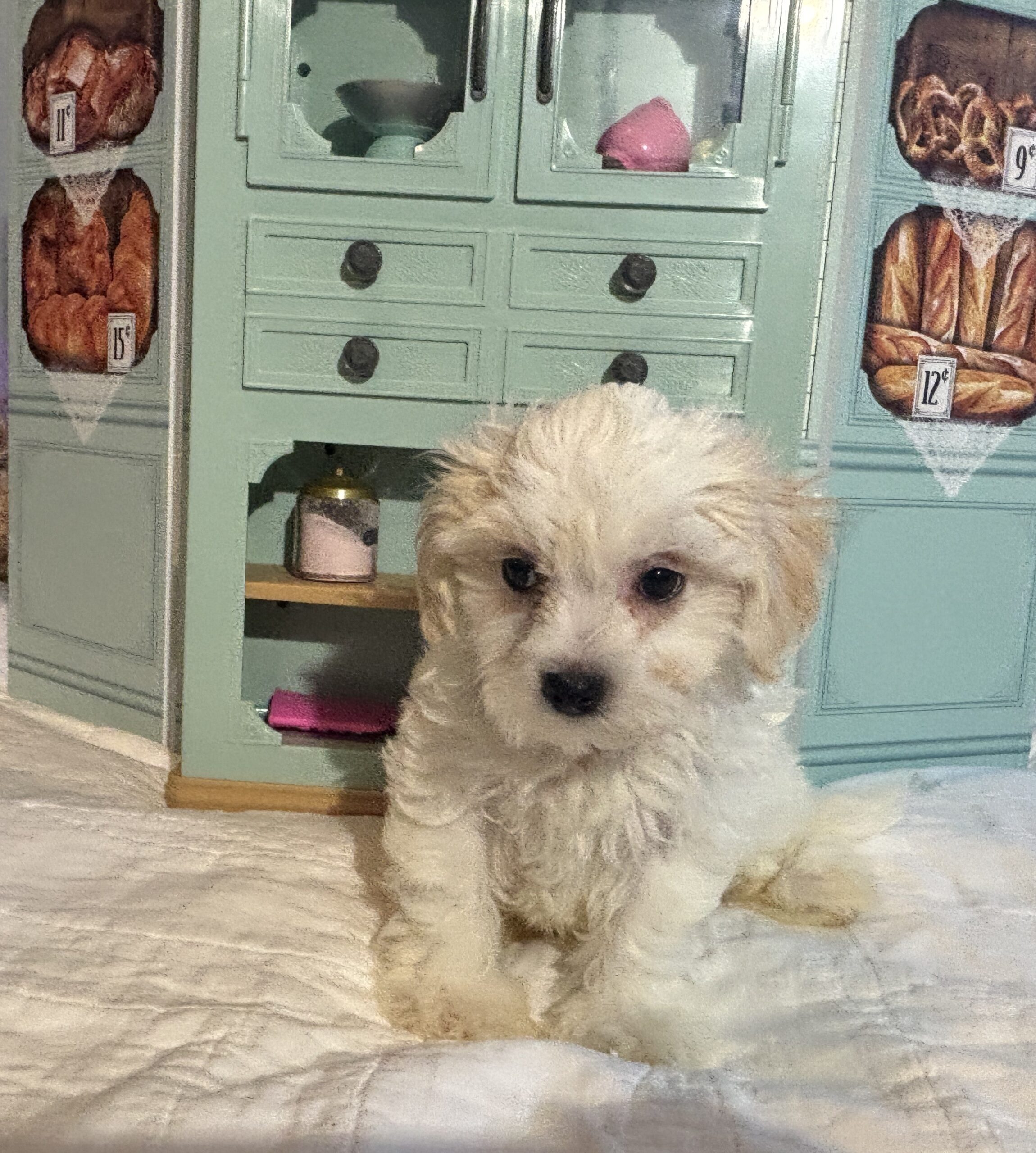 Skip – Chonzer / SALE! $1000