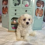 Skip – Chonzer / SALE! $1000