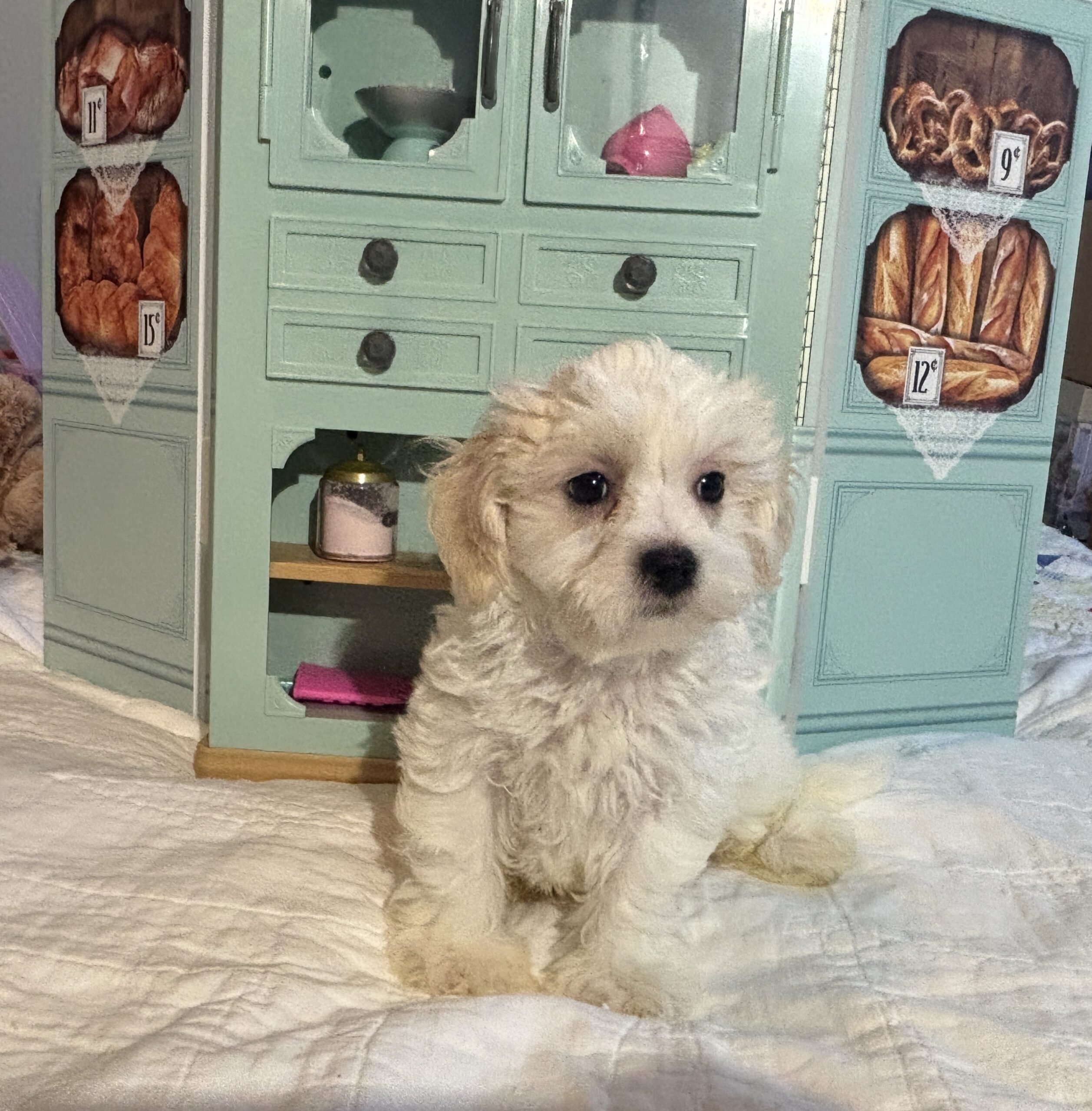 Skip – Chonzer / SALE! $1000