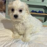 Skip – Chonzer / SALE! $1000