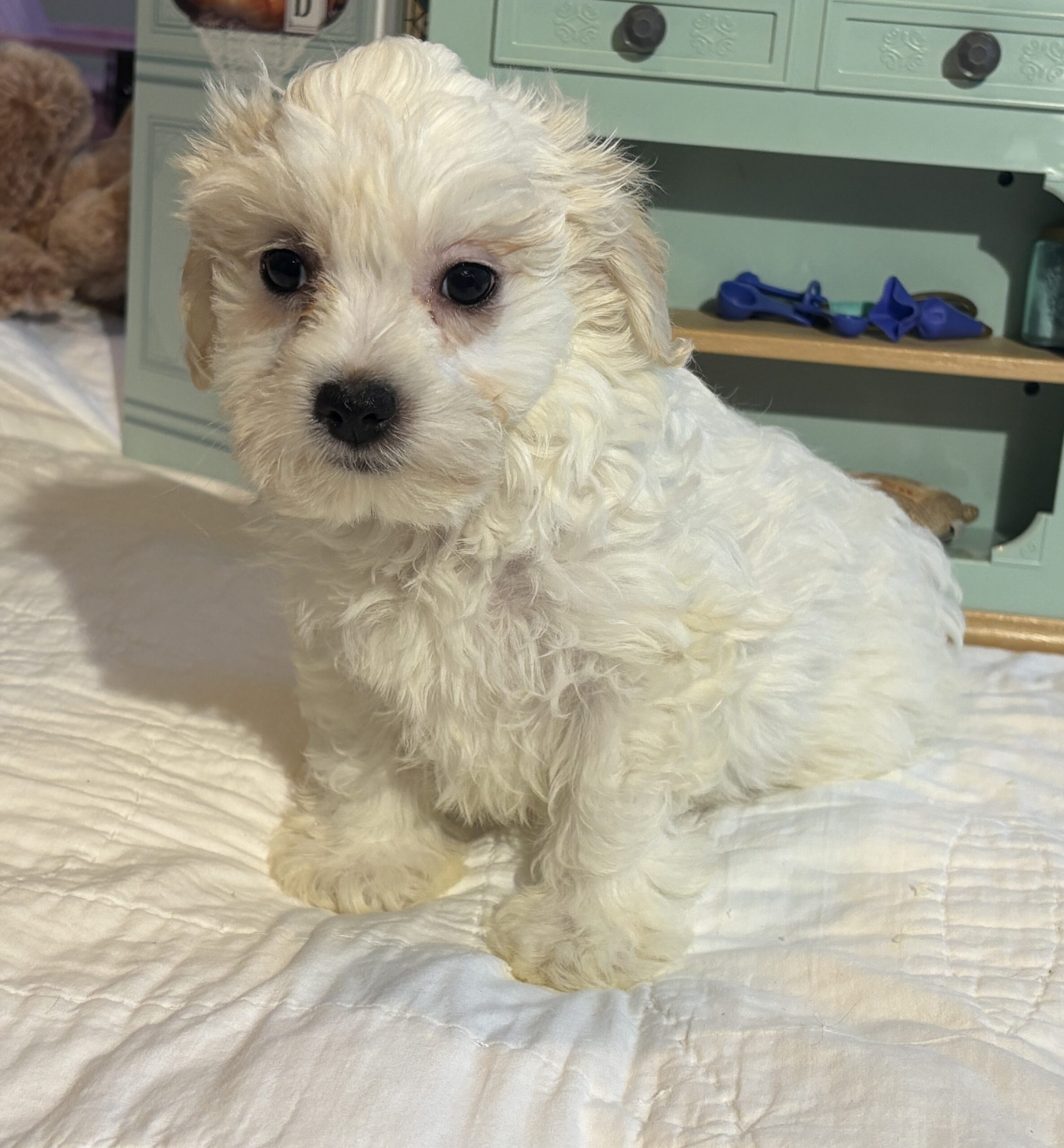 Skip – Chonzer / SALE! $1000