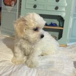 Skip – Chonzer / SALE! $1000