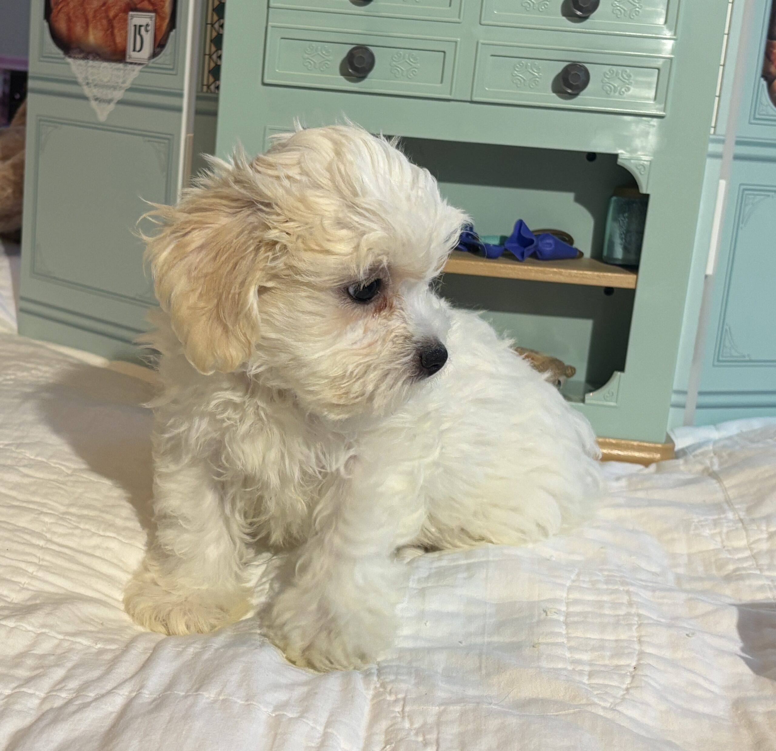 Skip – Chonzer / SALE! $1000