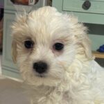 Skip – Chonzer / SALE! $1000