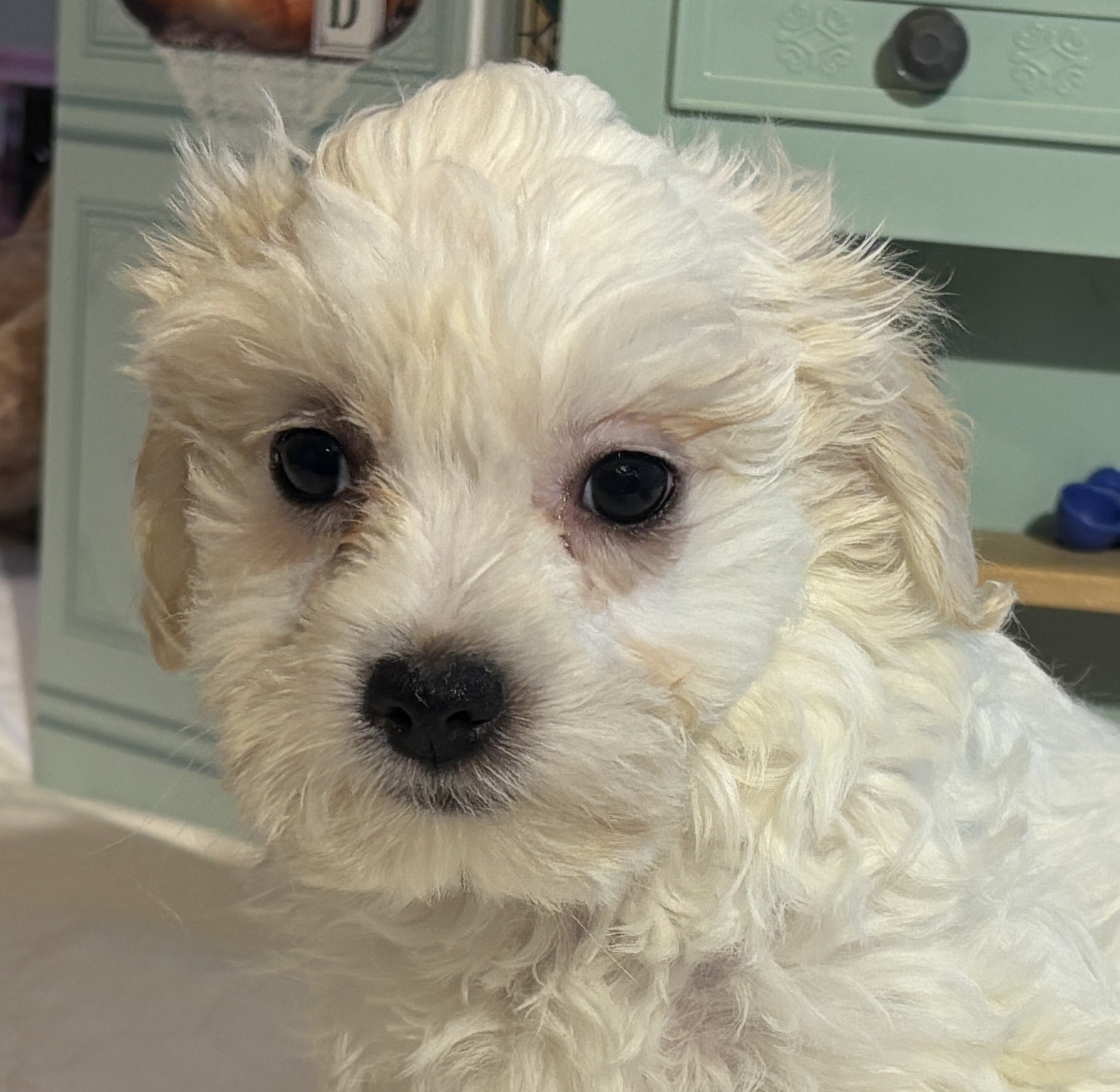 Skip – Chonzer / SALE! $1000