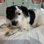 Spot – Schnauzer / SALE $600