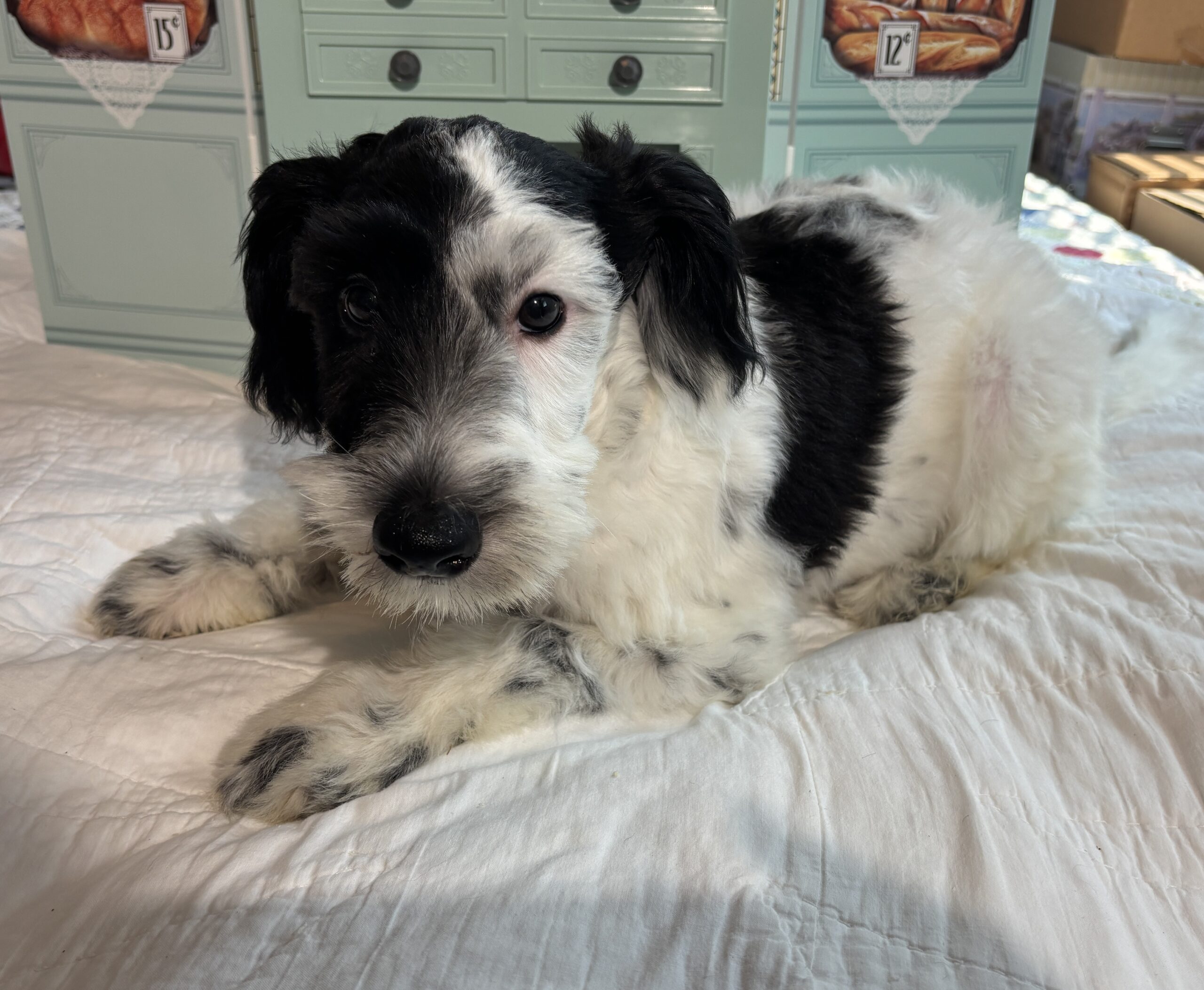 Spot – Schnauzer / SALE $600
