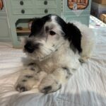 Spot – Schnauzer / SALE $600