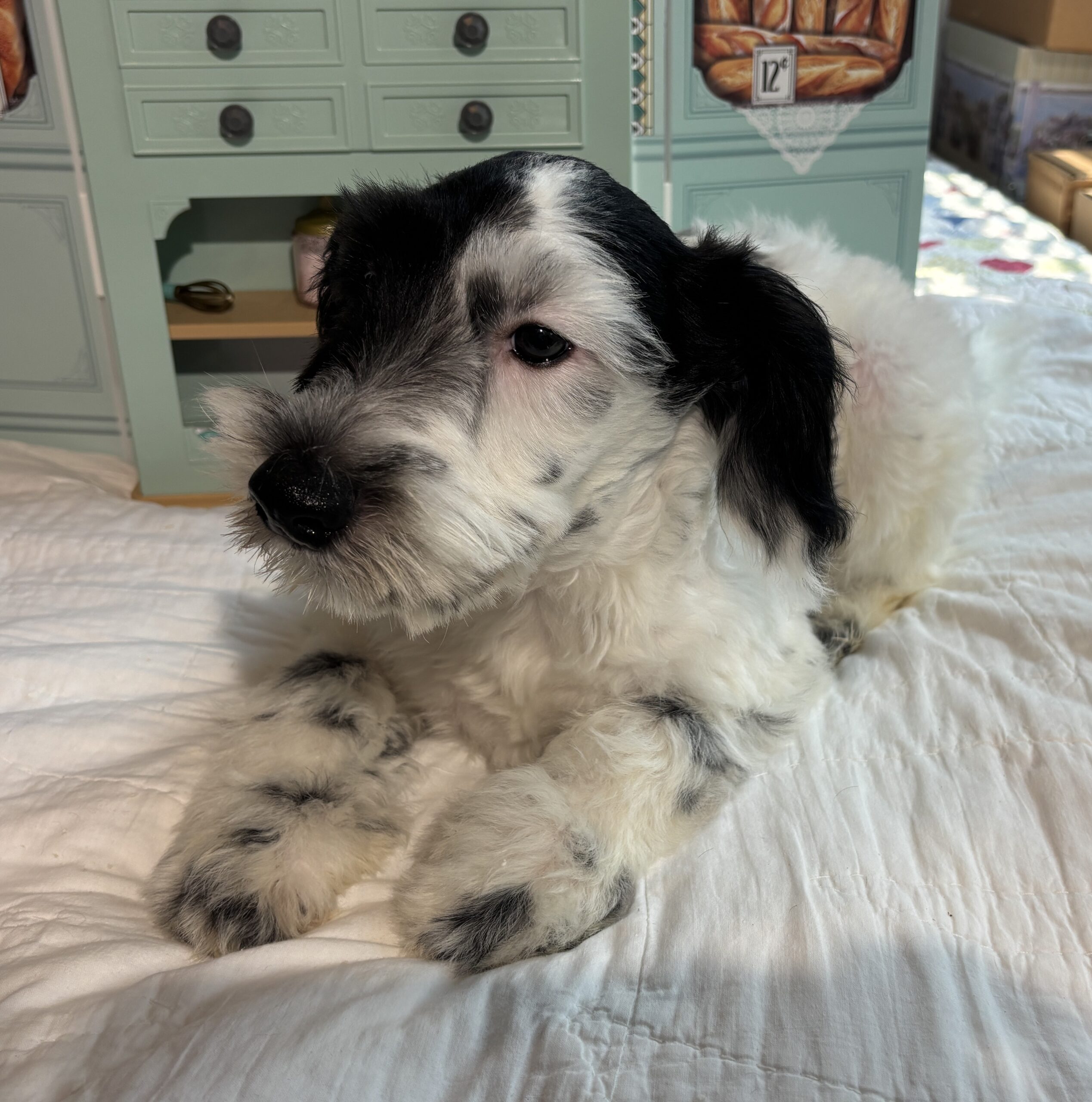 Spot – Schnauzer / SALE $600