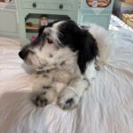 Spot – Schnauzer / SALE $600