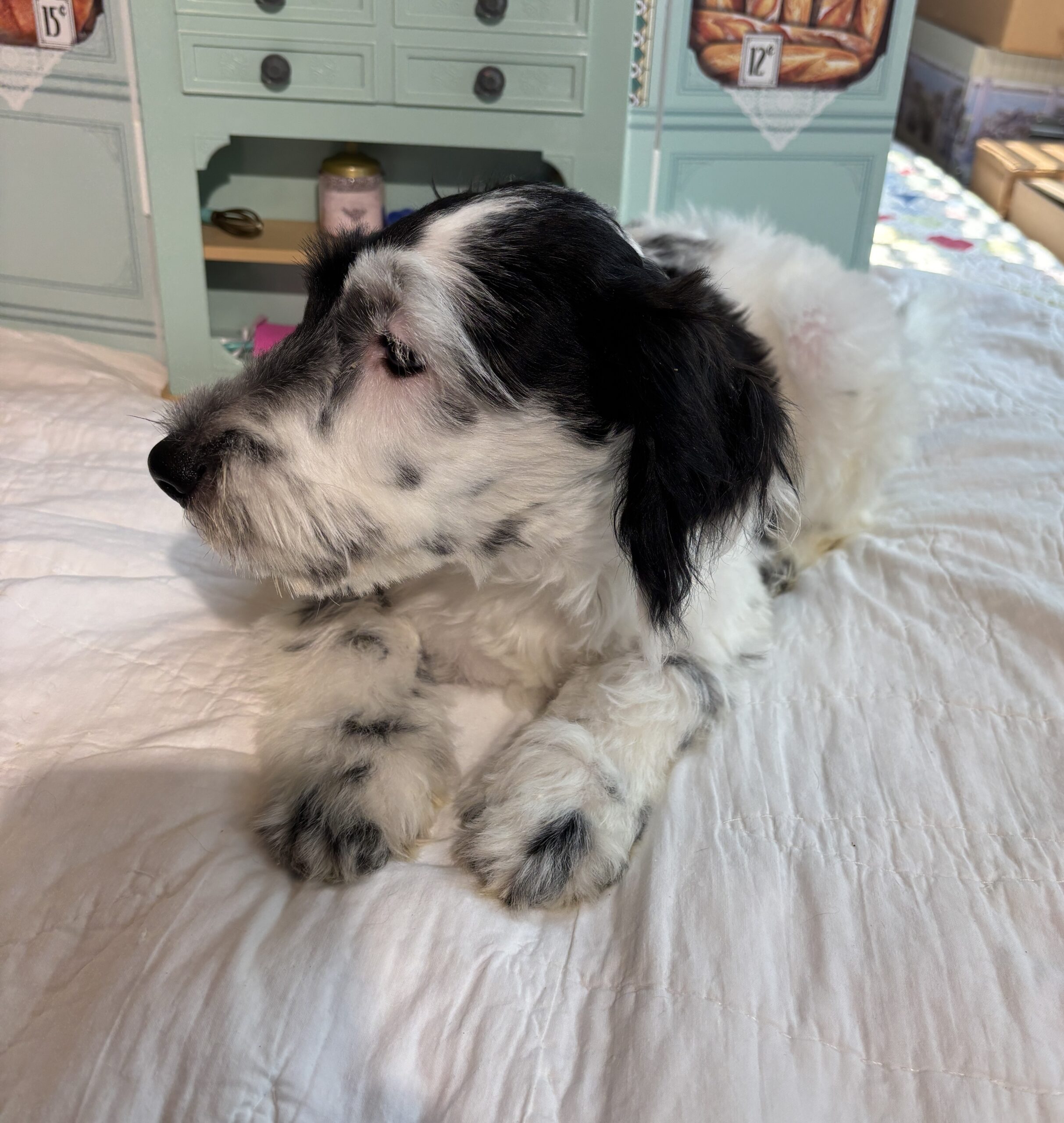 Spot – Schnauzer / SALE $600