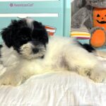 STELLA – Miniature Schnoodle – **RESERVED**