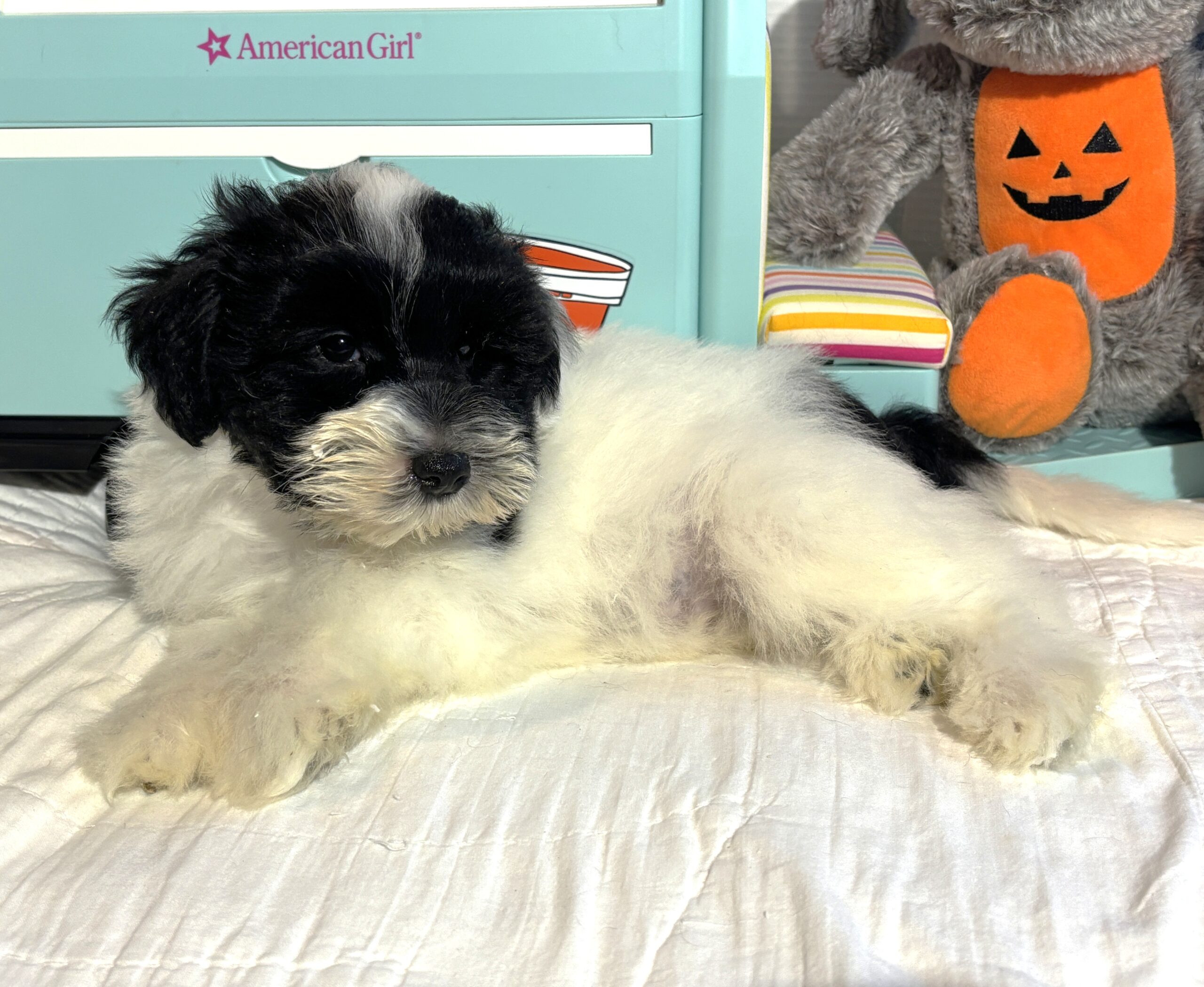 STELLA – Miniature Schnoodle – **RESERVED**