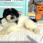 STELLA – Miniature Schnoodle – **RESERVED**