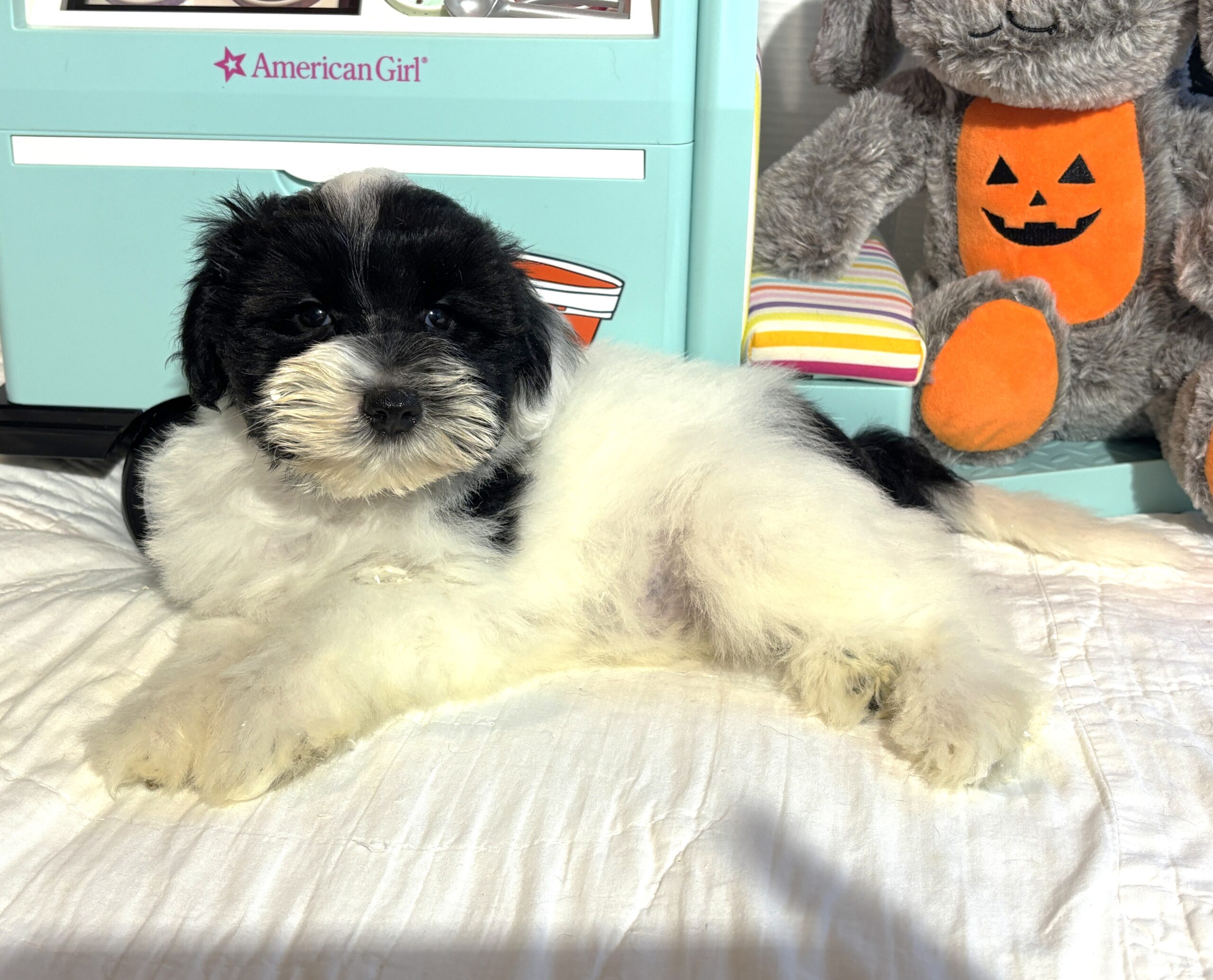 STELLA – Miniature Schnoodle – **RESERVED**