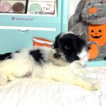 STELLA – Miniature Schnoodle – **RESERVED**