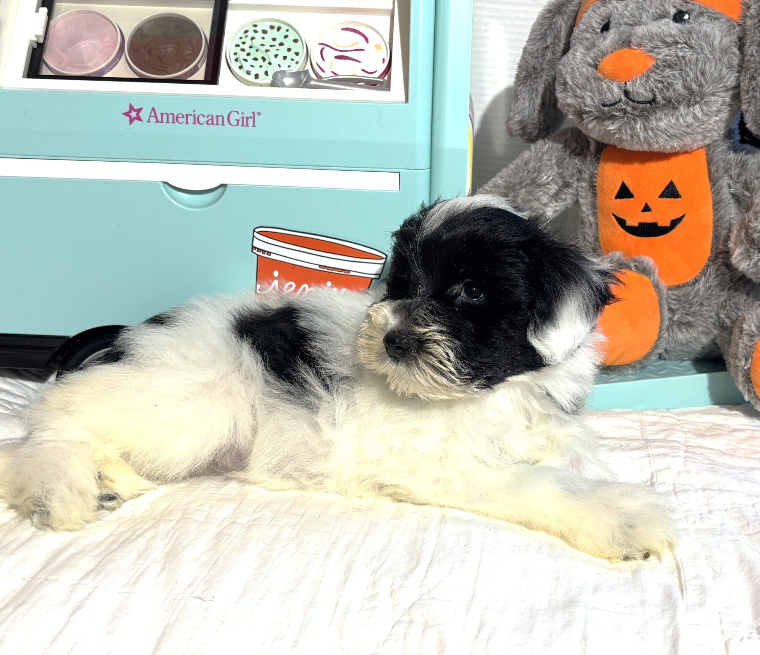 STELLA – Miniature Schnoodle – **RESERVED**