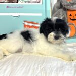 STELLA – Miniature Schnoodle – **RESERVED**