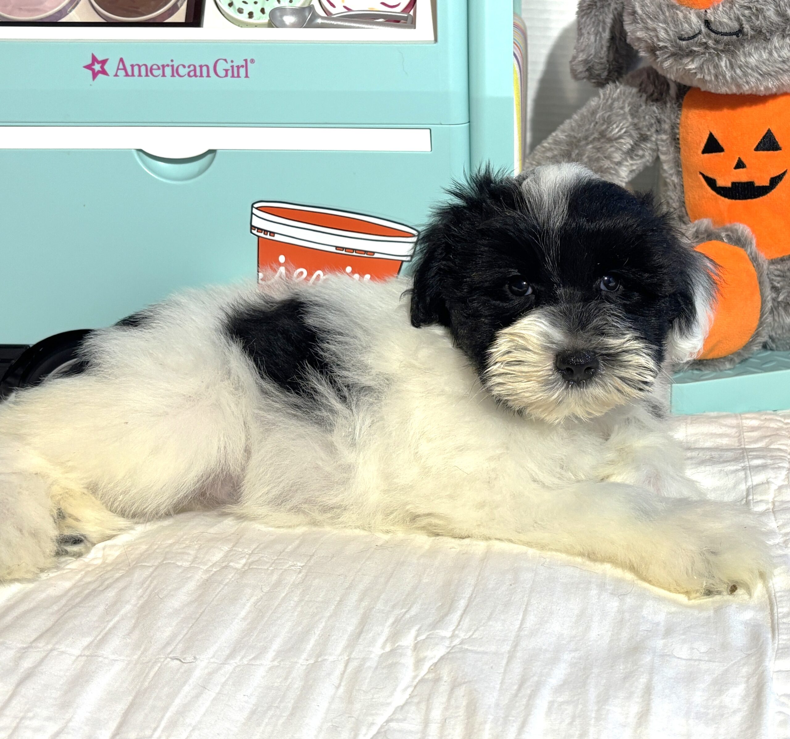 STELLA – Miniature Schnoodle – **RESERVED**