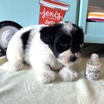 STELLA – Miniature Schnoodle $2500