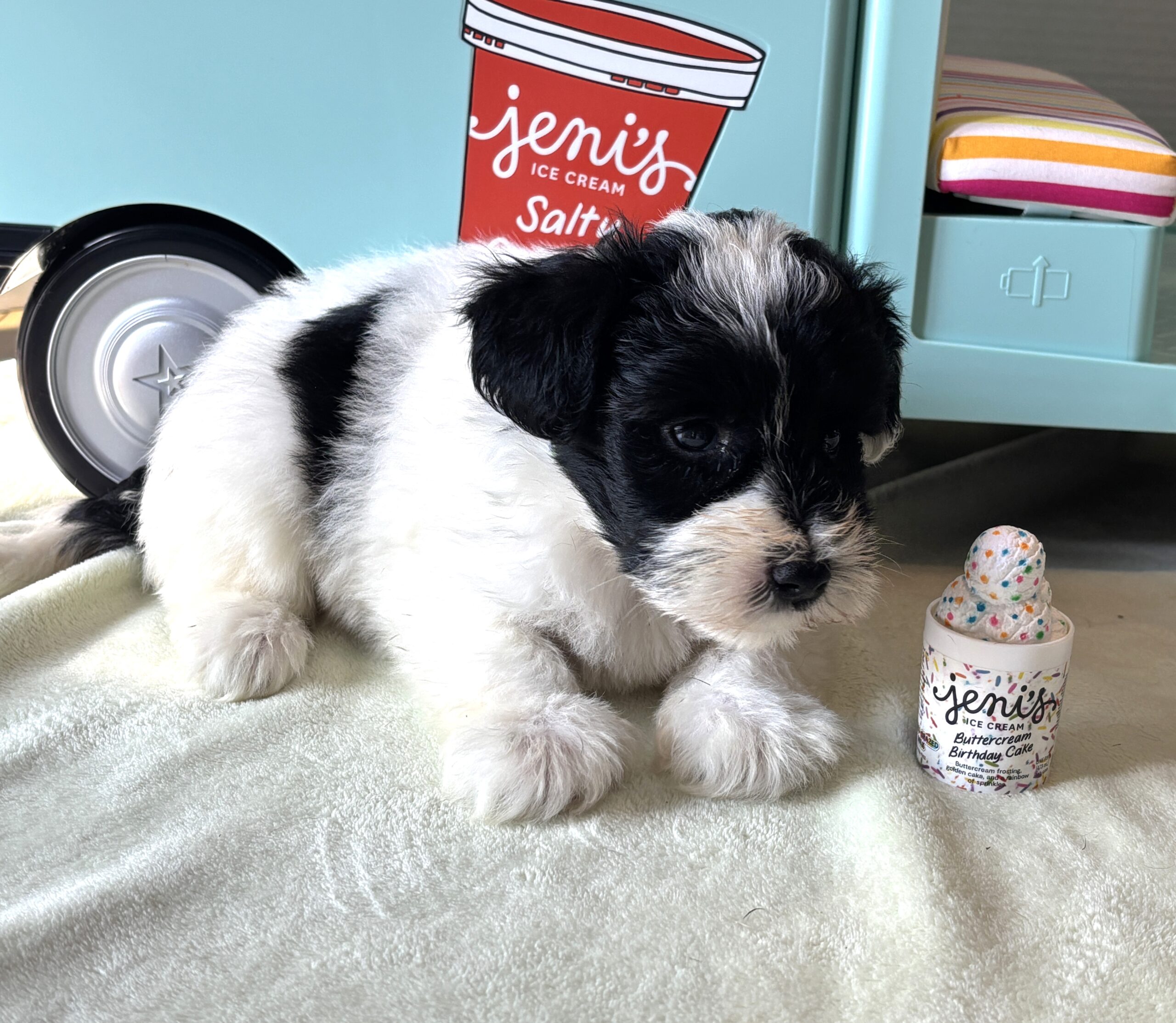 STELLA – Miniature Schnoodle $2500